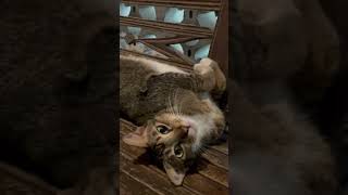 かわいいだけじゃだめですか? #cat #kucing #jakarta #depok #indonesia #猫 #野良猫 #ジャカルタ