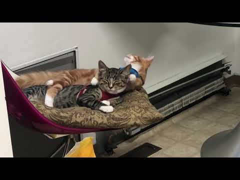 Bonded cats love each other #catsofyoutube