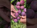 Best Relaxing Fruit Tree Farming Oddly Satisfying Fresh Fruit Fruit Ninja Harvesting 555