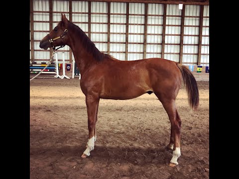 Cameron Colt 2020 SOLD