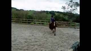 preview picture of video 'Rosie 3/4 Clydie 1/4 TB CLASSIC hunter natural jumper easy & steady'