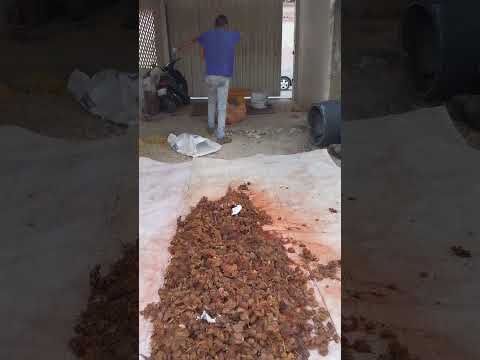 Desgranando Onoto a Palo Limpio #venezuela #Trujillo #Bolívar #Parati #Onoto