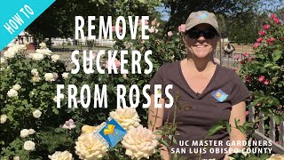 How to Remove Suckers from Roses