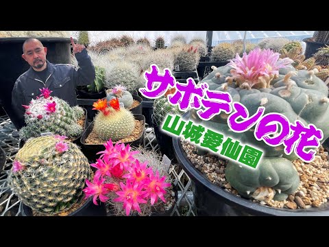 イースターサボテンの花を咲かせるにはどうすればよいですか?春の見事な開花のために今すぐ実践すべき3つのヒント  庭園