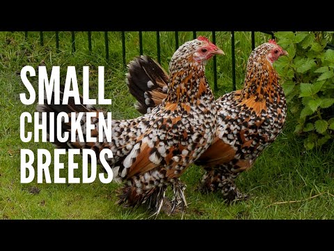 , title : '15 Small Chicken Breeds and How to Recognize Them'