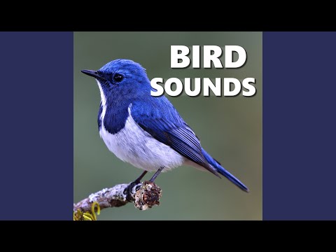 Sweet Bird Sounds