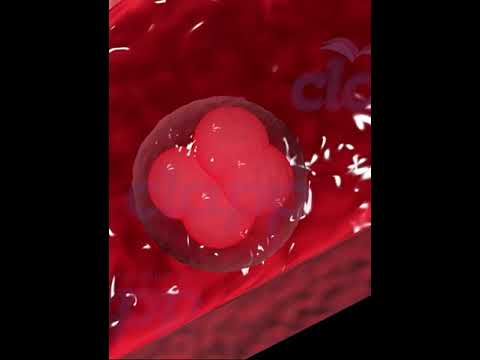 fertilization & Implantation in Human 3D animation video