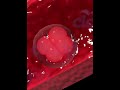 Fertilization Implantation In Human 3D Animation Video