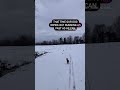 DOG WIPE OUT #shorts #reels #dogreels #funnyanimals #funny#wipeout #vizsla #crazy #dogs