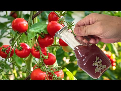 , title : 'SEBZE FİDESİNDE SİRKE KULLANIMI 😁 domates yetiştiriciliği domates gübreleme'