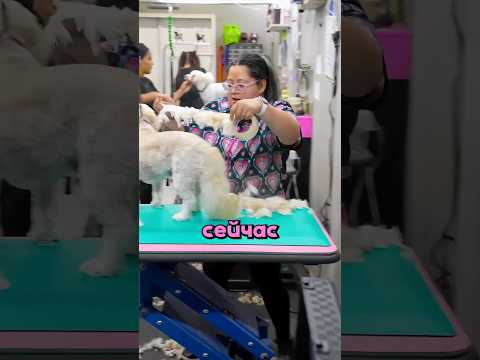 Постригла собачку слишком коротко и пришлось доставать скотч😁