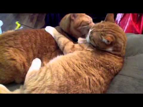 socrates and aristotle