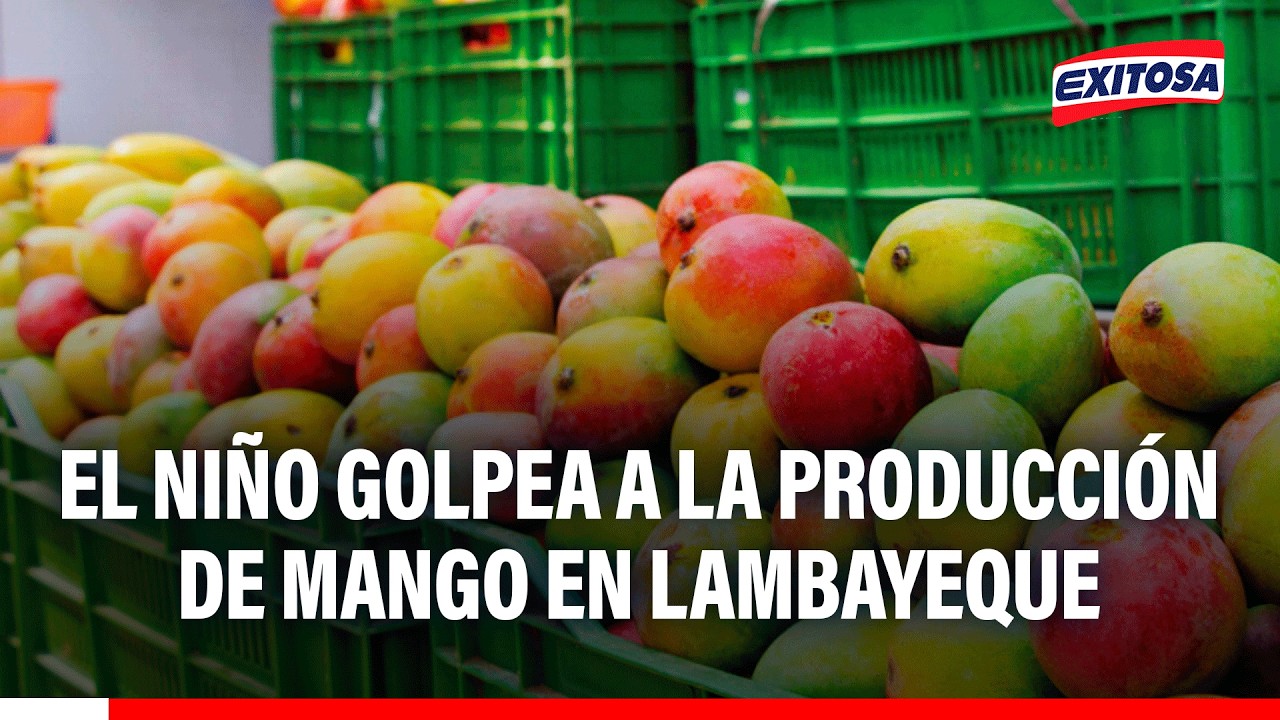 🔴🔵 Fenómeno El Niño golpea a la producción de mango en Lambayeque: Advierten "escasez absoluta"