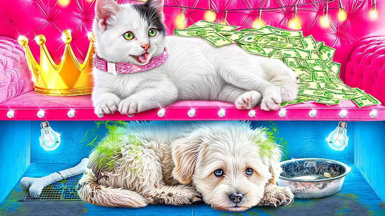 Construim O Cameră Secretă Pentru Animalele De Companie! Pisica Bogată vs Câinele Sărac! Câine!