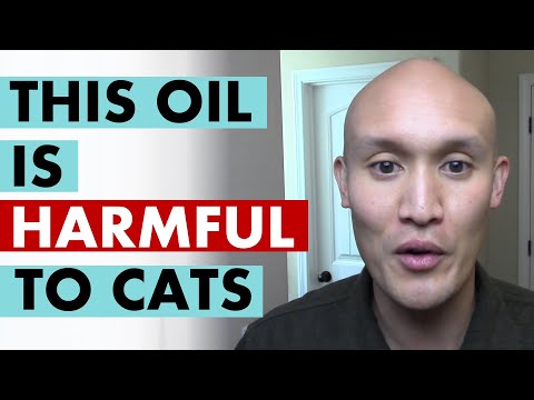 This Essential Oil Is Harmful To Cats (Myth 5)