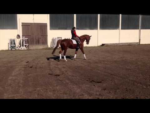 Brandenburger-Kolibri gelding * 2001 for sale