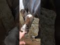 Cute Foal Got Corrected By Her Mom Discipline Lesson