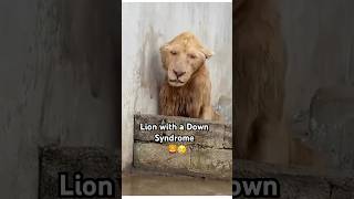 Lion with a Down syndrome 🦁 #downsyndrome #lion #shorts #youtubeshorts