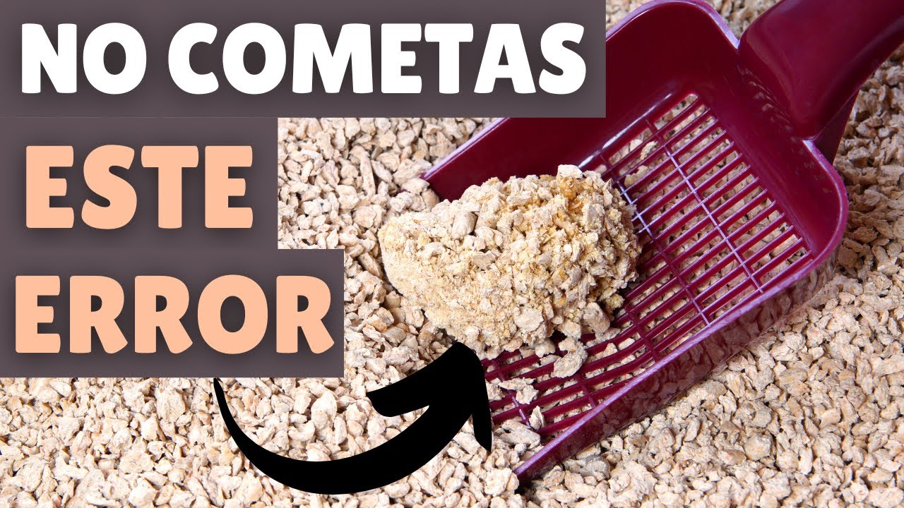 Watch Los 12 ERRORES más comunes en la CAJA DE ARENA (según los expertos) Now Los 12 ERRORES más comunes en la CAJA DE ARENA (según los expertos)