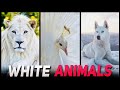 TOP 10 MOST BEAUTIFUL WHITE COLORED ANIMALS