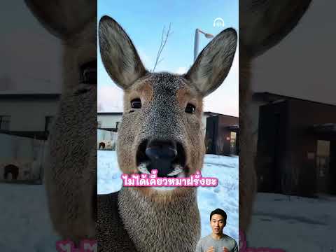 กวางมันเลียนแบบเธอเคี้ยวหมากฝรั่งได้ด้วยเหรอ