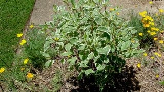 How to grow Dogwood - Gardening 101 by Dr. Greenthumb