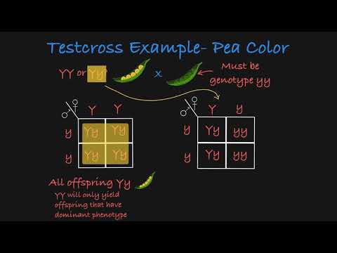 Testcross Explained