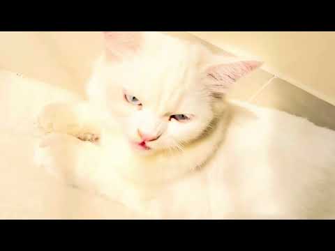 Cat video #catmeow #cat #catvideos #cats #catvideo #cute ￼