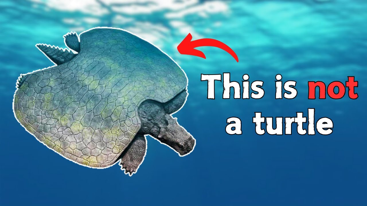 Every Time Things Have Evolved Into Turtles
