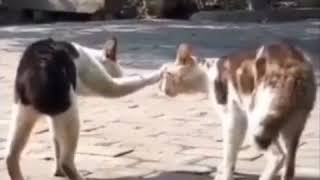 Download lagu tik tok terbaru kucing kesurupan mp3