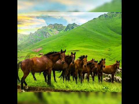 , title : 'Продуктивность лошадей Казахской породы'