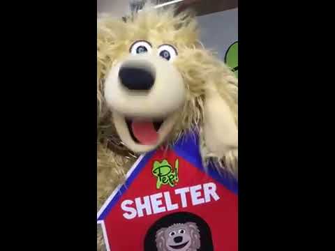 Teaching kids about Spaying and Neutering