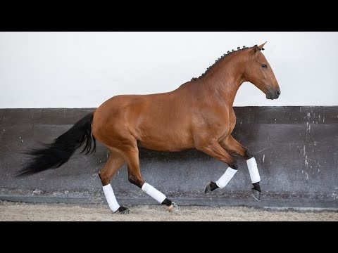 **SOLD** Fabulous Sportive Lusitano Mare (REF#372)