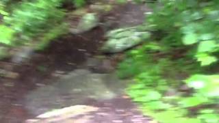 Sometimes you eat the bears