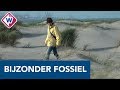 Willy vindt mesje van 50.000 jaar oud op strand Ter Heijde - OMROEP WEST
