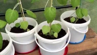 Physalis, Lampionblume, Andenbeere vermehren durch Anbau eigener Samen #Part 4# Zwischenstand