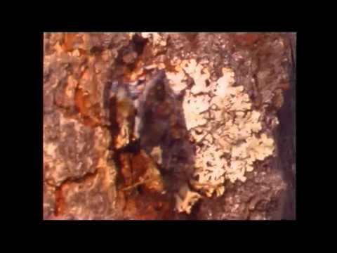 Hasse Thor. Längtans önskan