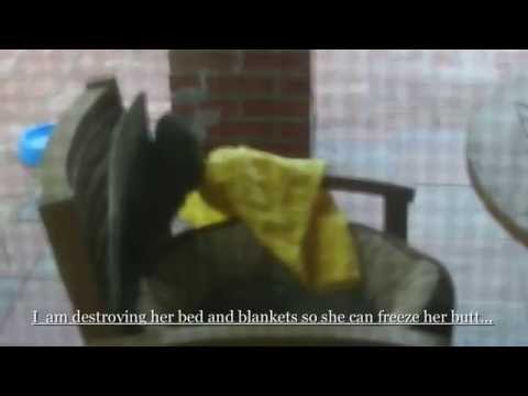 Funny Cat-Squirrel Video