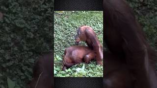 Download lagu Proses Perkawinan Orang Utan #shorts #fakta #orangutan mp3