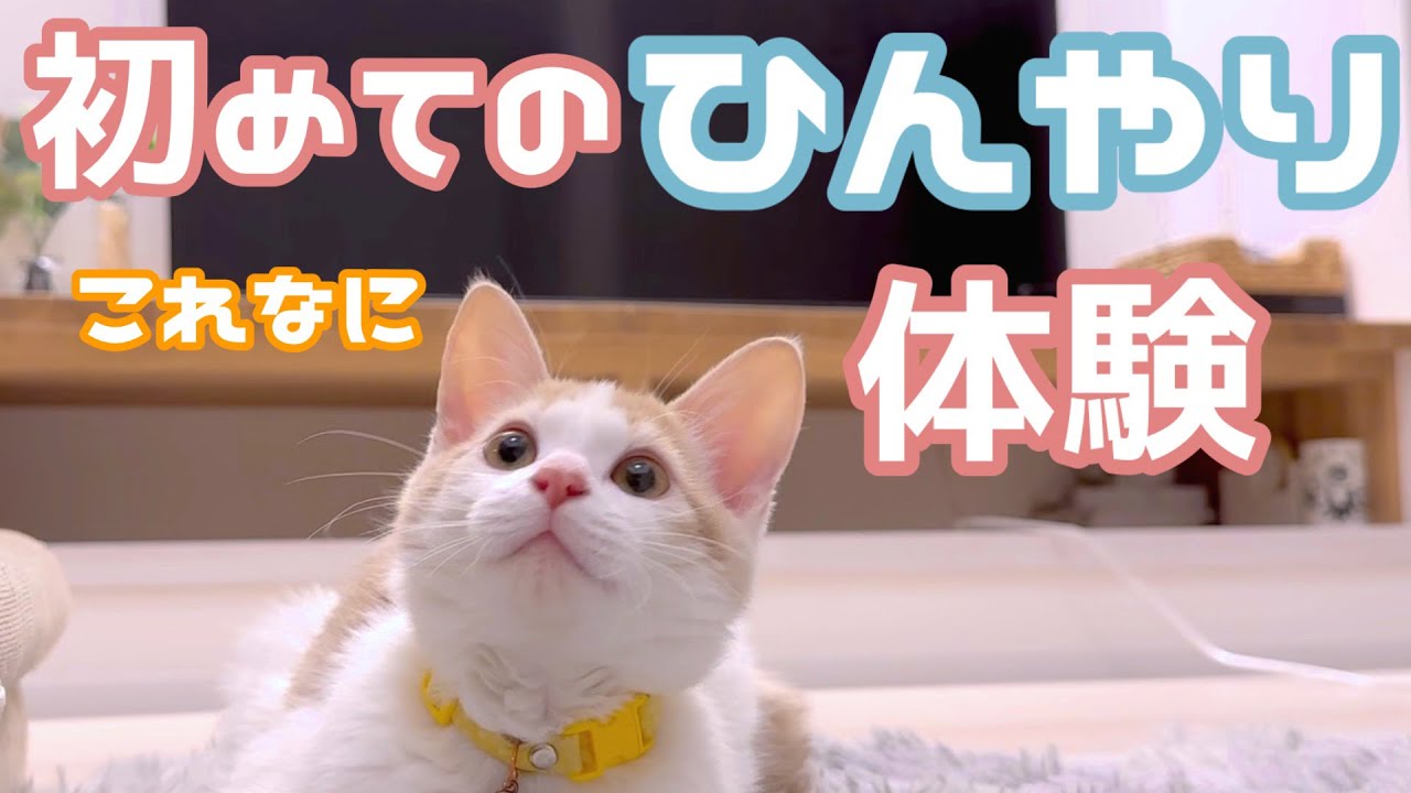 生まれて初めて「冷たい」を知った猫さん…！⛄️🧊