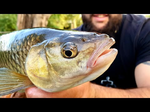 Chub Fishing!! Ultra light session #catchandrelease ✅✅ Part 1