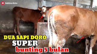 Download lagu CIRI CIRI SAPI DORO BUNTING 5  BULAN BERKUL1T TEBAL# mp3