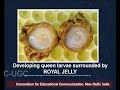 Sex Determination Mechanisms IV