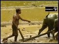 Traditional Paddy Cultivation In Sri Lanka