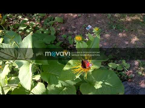 Бабочки vs Dimmu Borgir - Perfection or Vanity