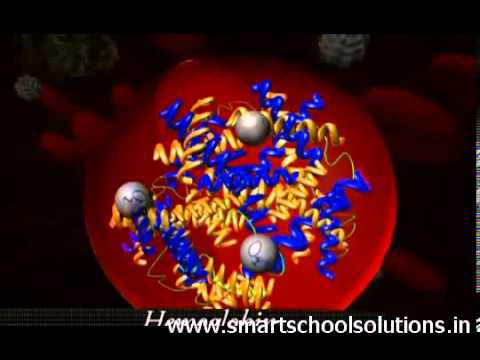 SmartSchool K12 Digital Content