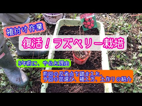 ラズベリーの錆びを処理するにはどうすればよいですか？すべての庭師へのアドバイスと予防  庭園