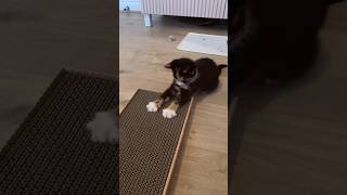 #cat #cute #catvideo #cutecat #funnyvideo #cat #funny