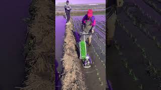 Download lagu Alat pertanian sederhana dan kreatif buatan sendiri  mesin tanam padi #gardening #short #pertanian mp3