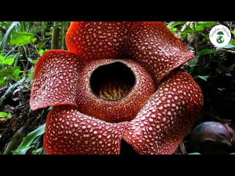 National Flowers of Indonesia | Jasmine, Moon Orchid, and Stinking Corpse Lily